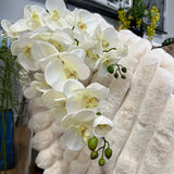 Orkidé snittblomma vit