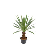Agave konstväxt grön 40 cm