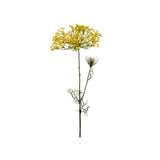Allium snittblomma gul