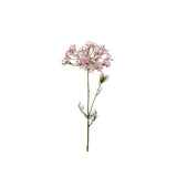Allium snittblomma rosa 70 cm