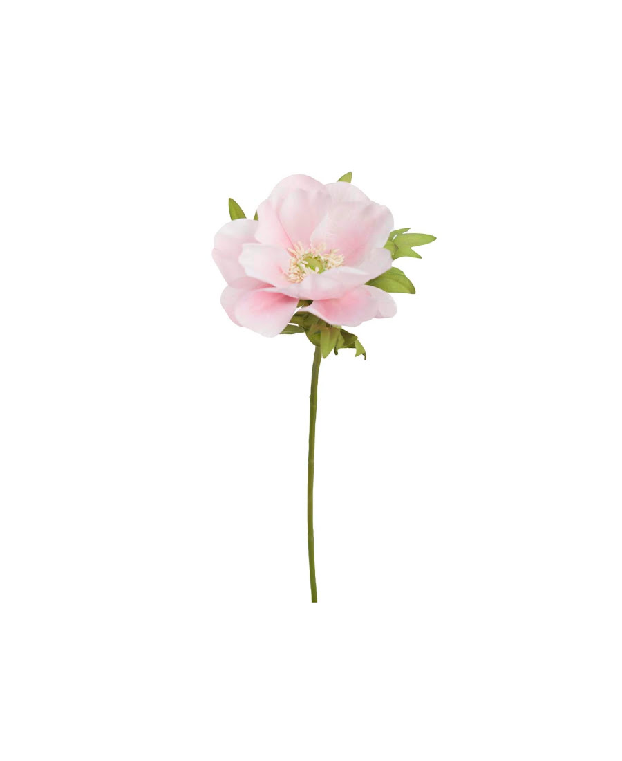 Anemon snittblomma ljusrosa 43 cm