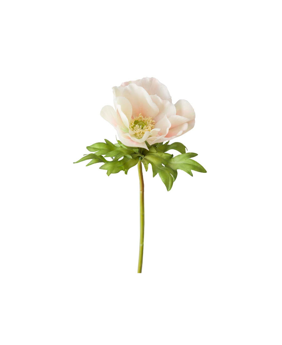 Anemon snittblomma vit/rosa 43 cm
