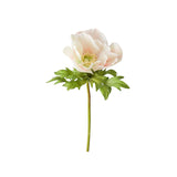 Anemon snittblomma vit/rosa 43 cm