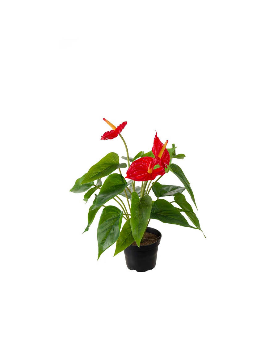 Anthurium konstväxt röd 35 cm