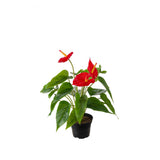 Anthurium konstväxt röd 35 cm