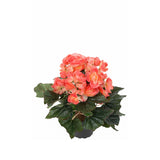 Begonia konstväxt orange 28 cm