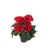 Begonia konstväxt röd 28 cm