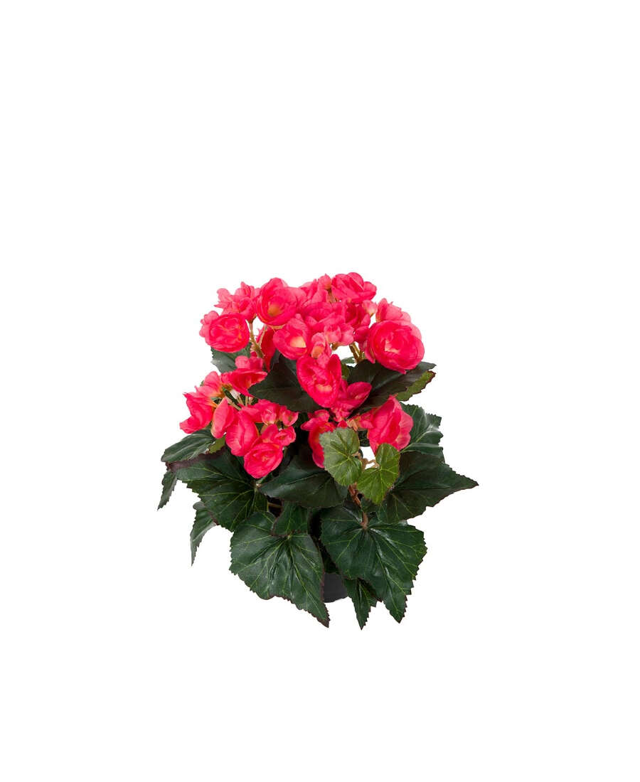 Begonia konstväxt rosa 28 cm