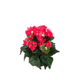 Begonia konstväxt rosa 28 cm