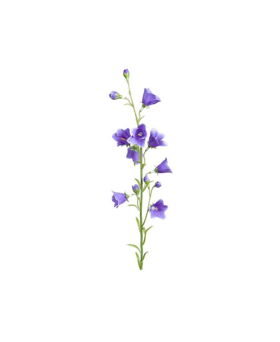 Blåklocka snittblomma blå