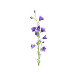 Blåklocka snittblomma blå