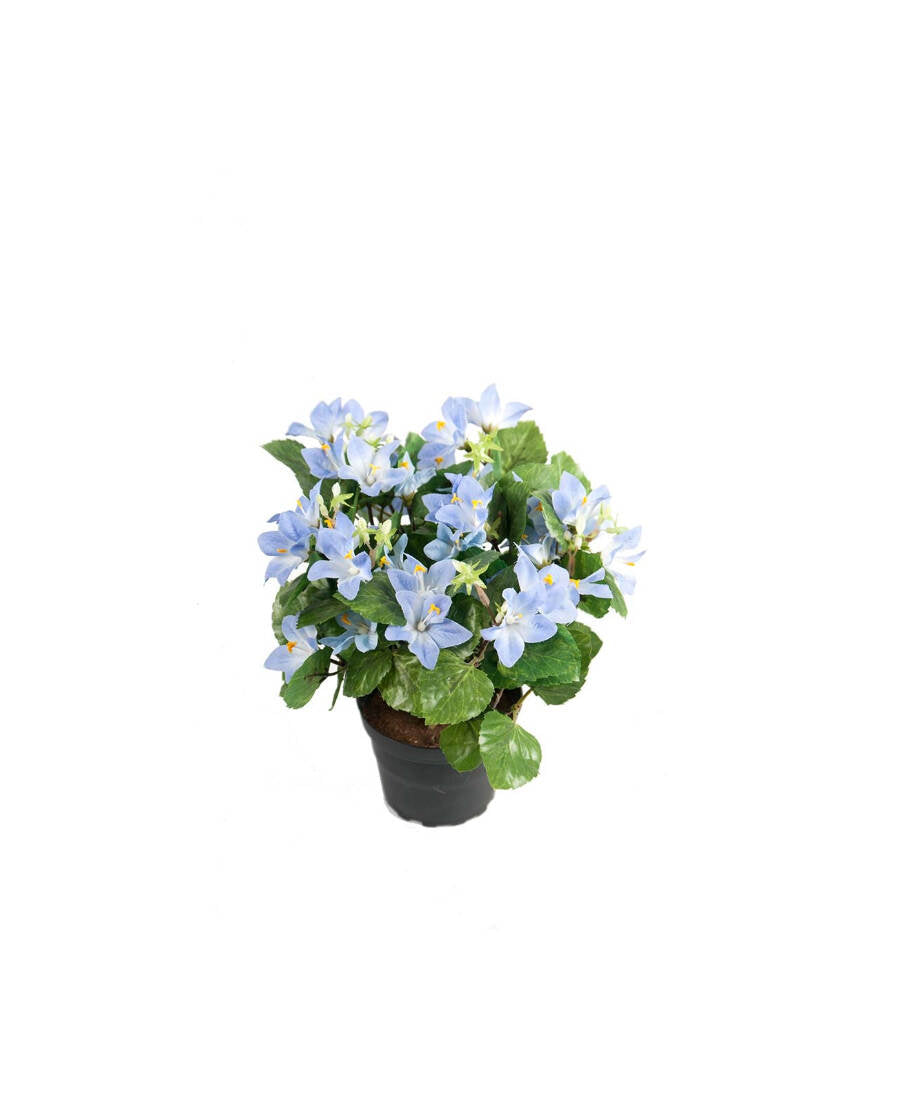 Campanula konstväxt blå 25 cm