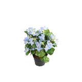 Campanula konstväxt blå 25 cm