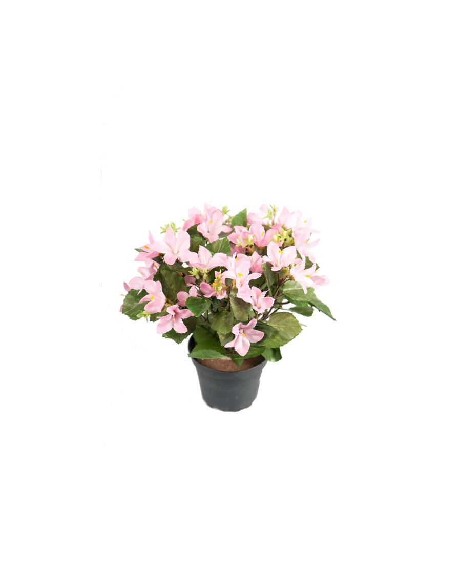 Campanula konstväxt blå 25 cm