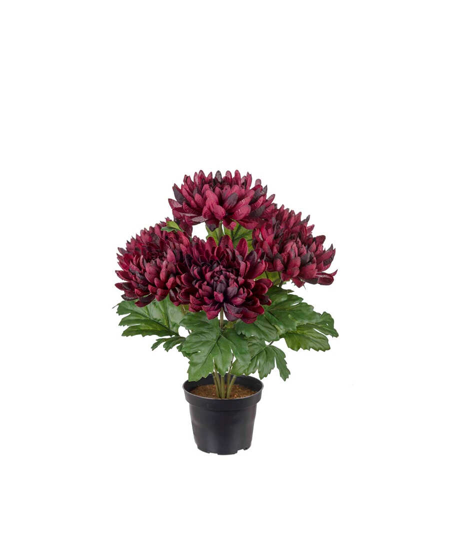 Chrysanthemum konstväxt burgundy 30 cm