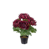 Chrysanthemum konstväxt burgundy 30 cm