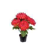 Chrysanthemum konstväxt korall 30 cm