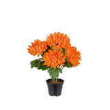 Chrysanthemum konstväxt orange 30 cm