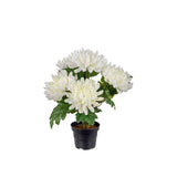 Chrysanthemum konstväxt vit 30 cm