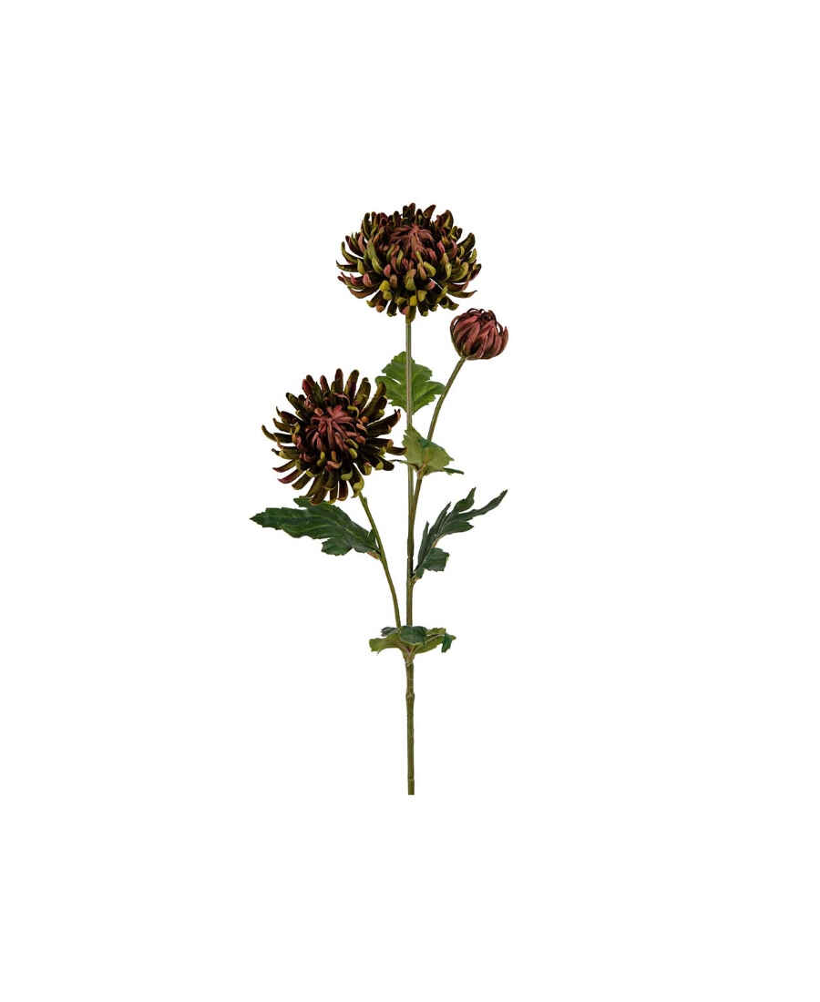 Chrysanthemum snittblomma grön/röd