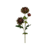 Chrysanthemum snittblomma grön/röd