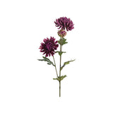 Chrysanthemum snittblomma lila