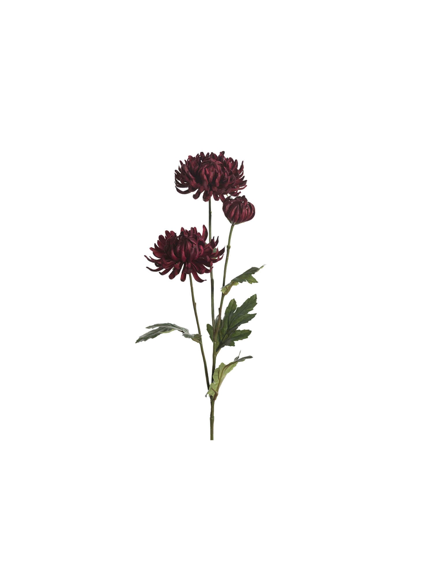 Chrysanthemum snittblomma röd