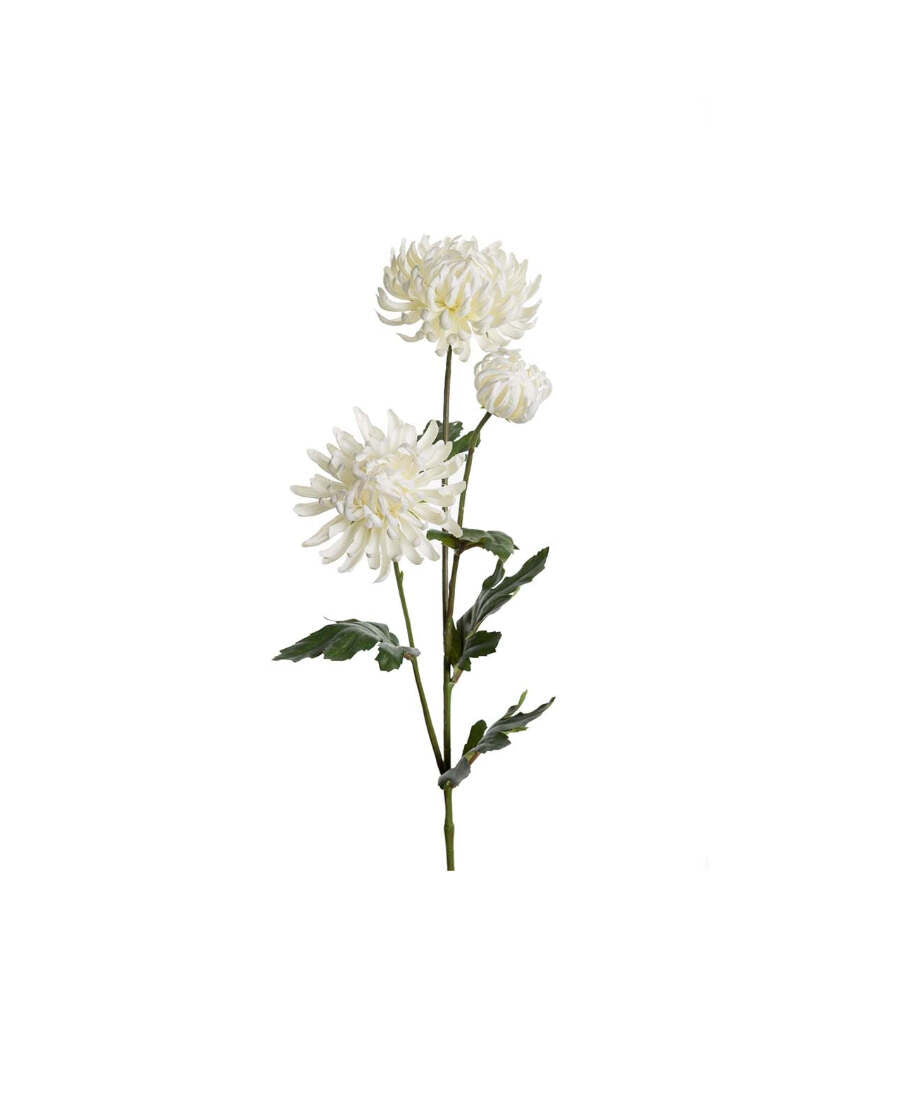 Chrysanthemum snittblomma vit