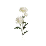 Chrysanthemum snittblomma vit