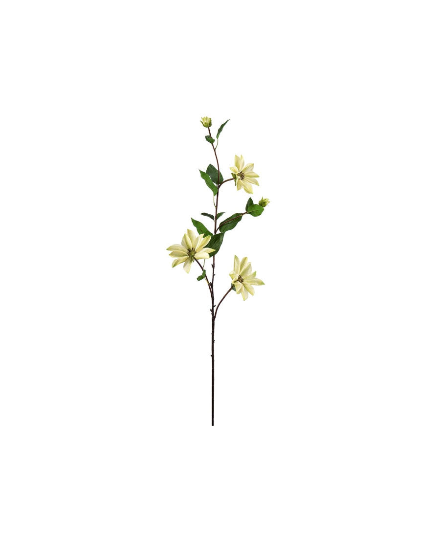 Clematis snittblomma grön 90 cm