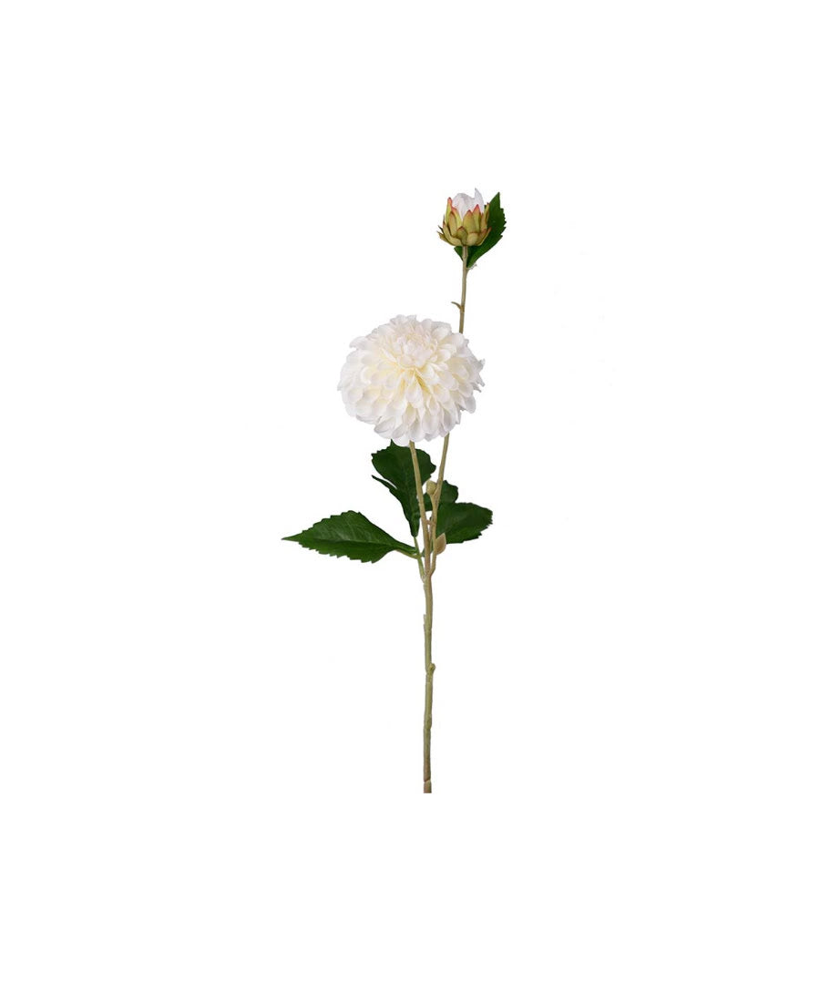 Dahlia snittblomma cream 66 cm