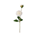 Dahlia snittblomma cream 66 cm