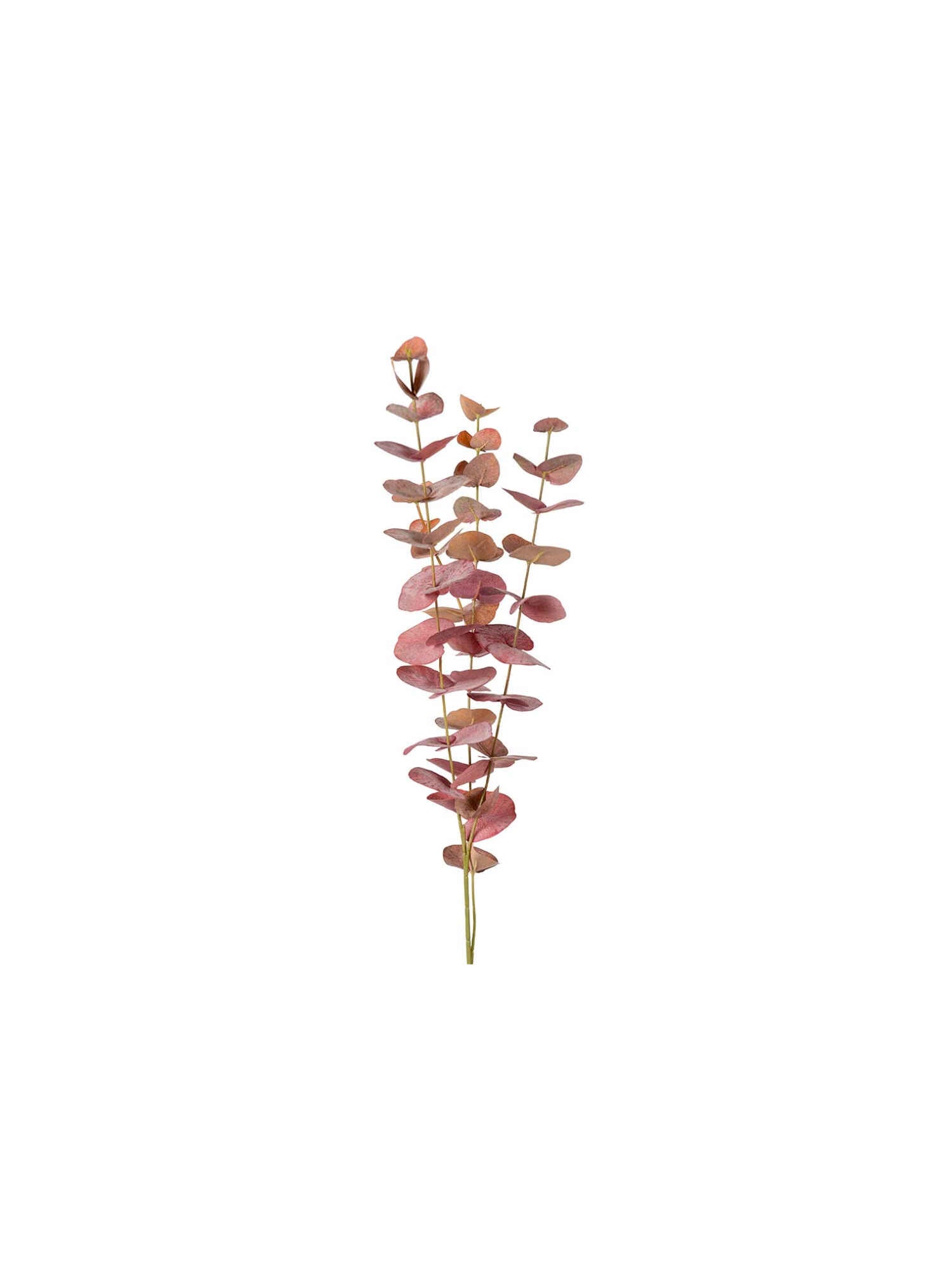 Eucalyptus snittblomma burgundy