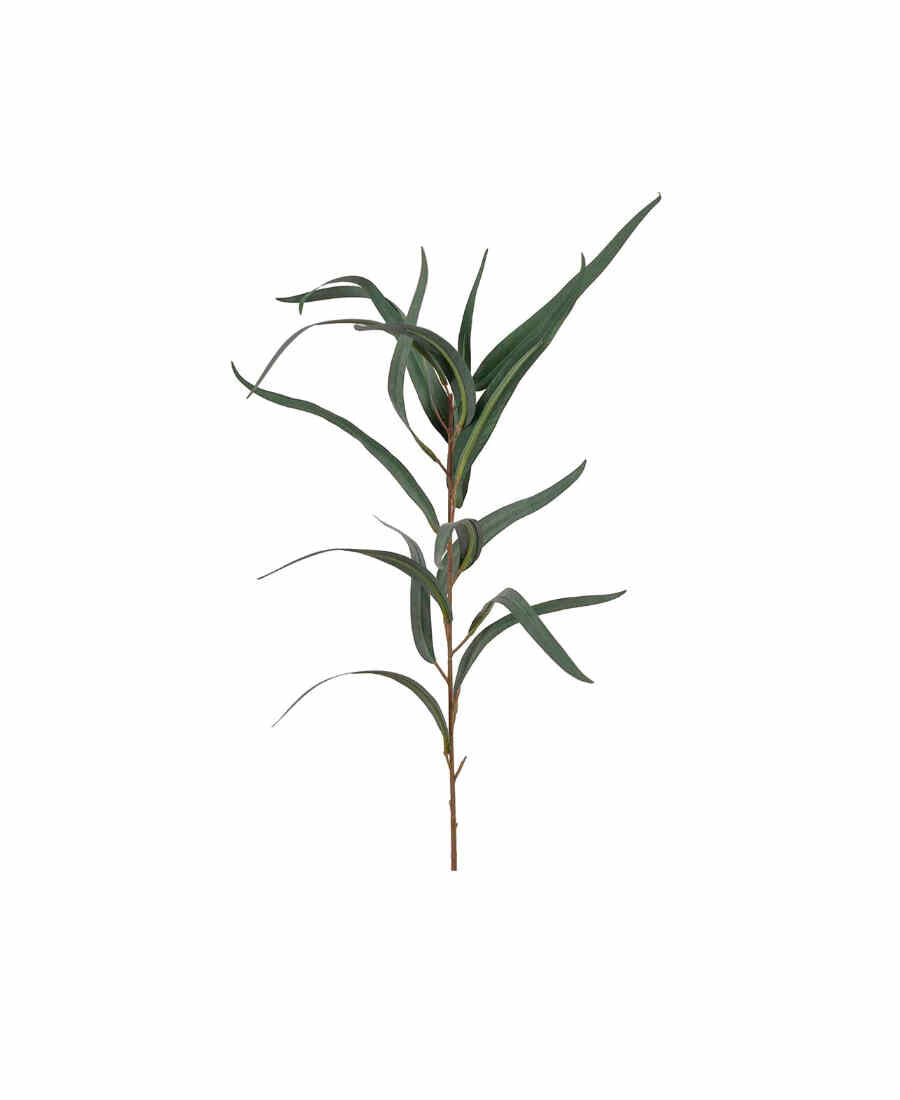Eucalyptus snittblomma grön