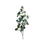Eucalyptus snittblomma grön