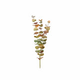 Eucalyptus snittblomma multi