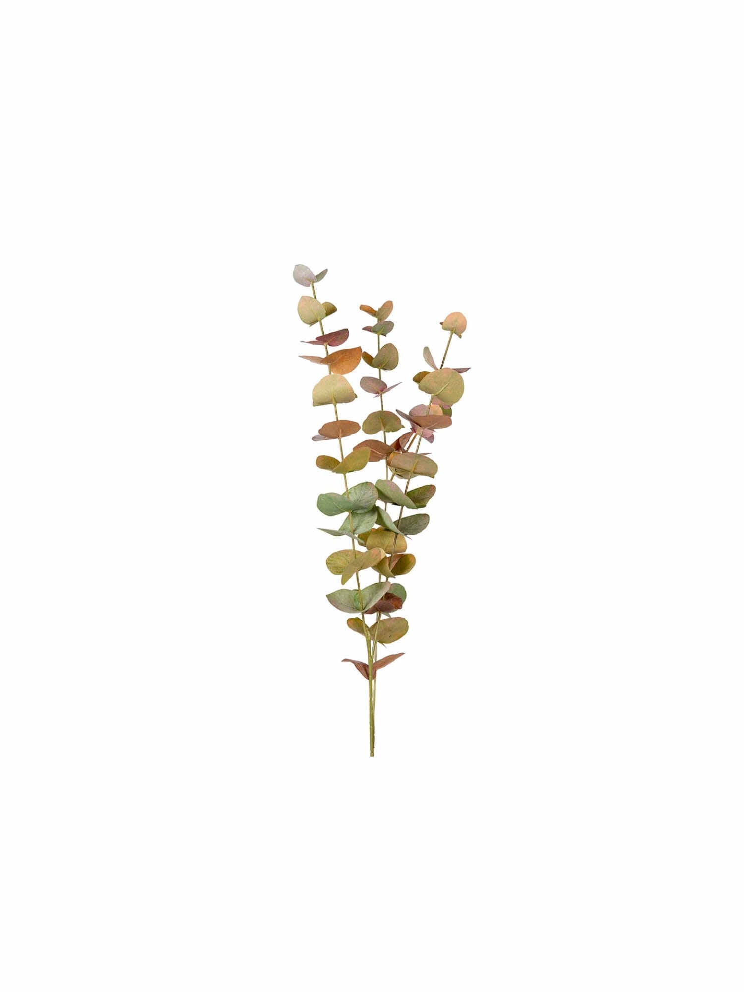 Eucalyptus snittblomma multi