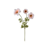 Fjärilsranuncel snittblomma aprikos 54 cm
