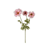 Fjärilsranuncel snittblomma rosa 54 cm
