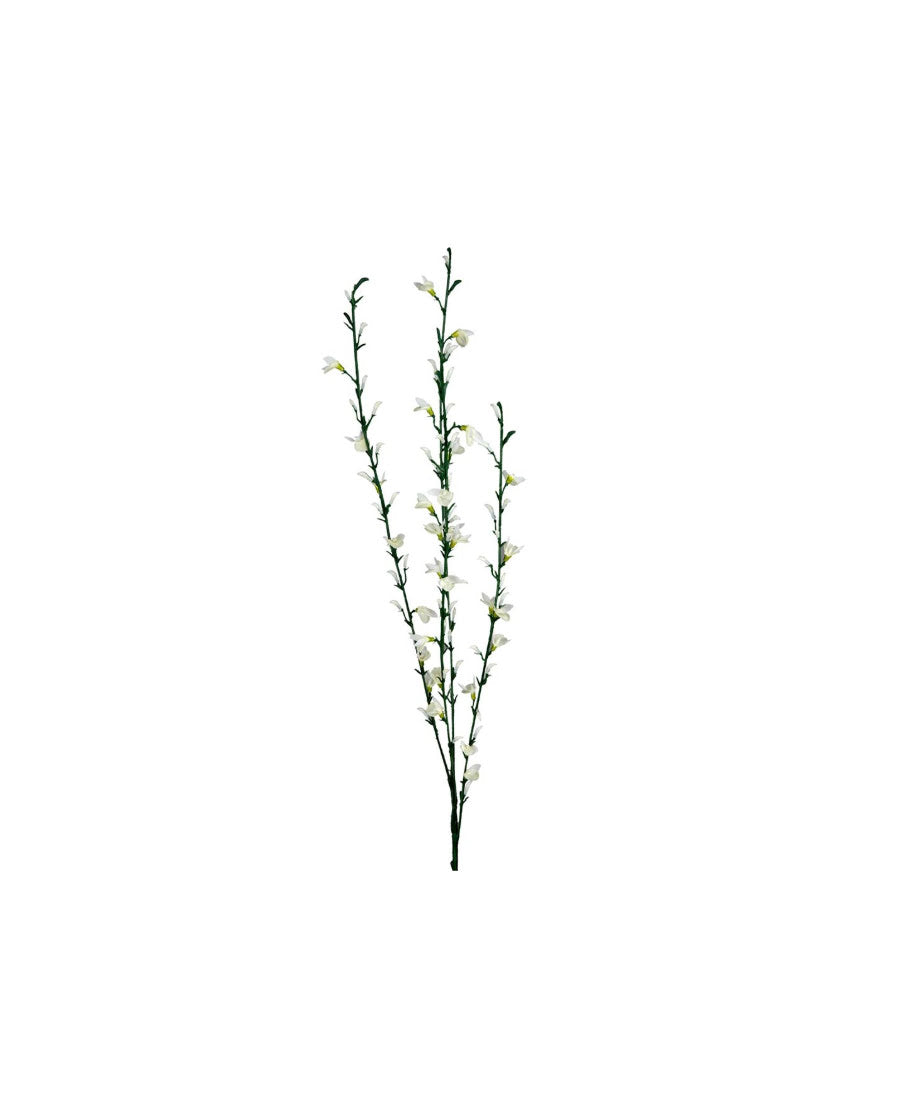 Ginst kvist vit 80 cm