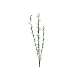 Ginst kvist vit 80 cm