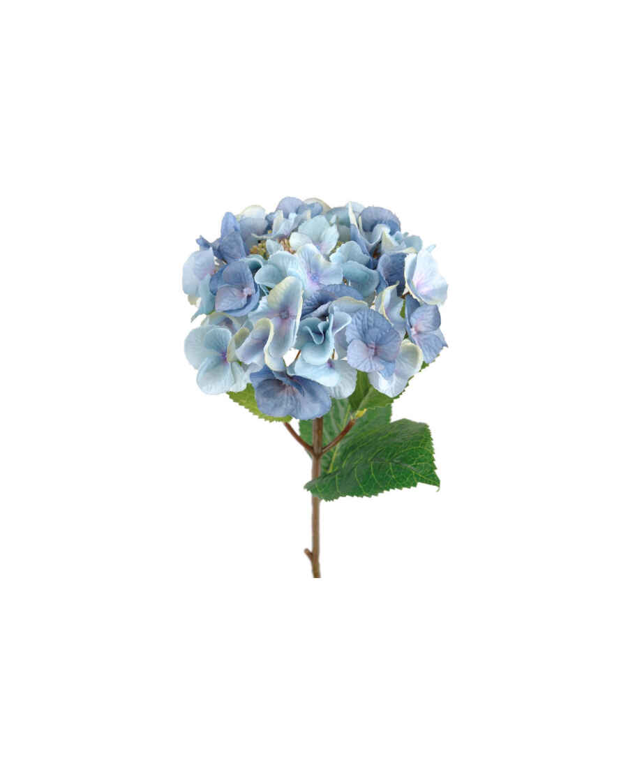 Hortensia snittblomma blå