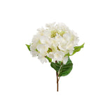 Hortensia snittblomma vit