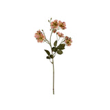 Japansk klätterros aprikos 35 cm