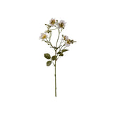 Japansk klätterros vit 35 cm
