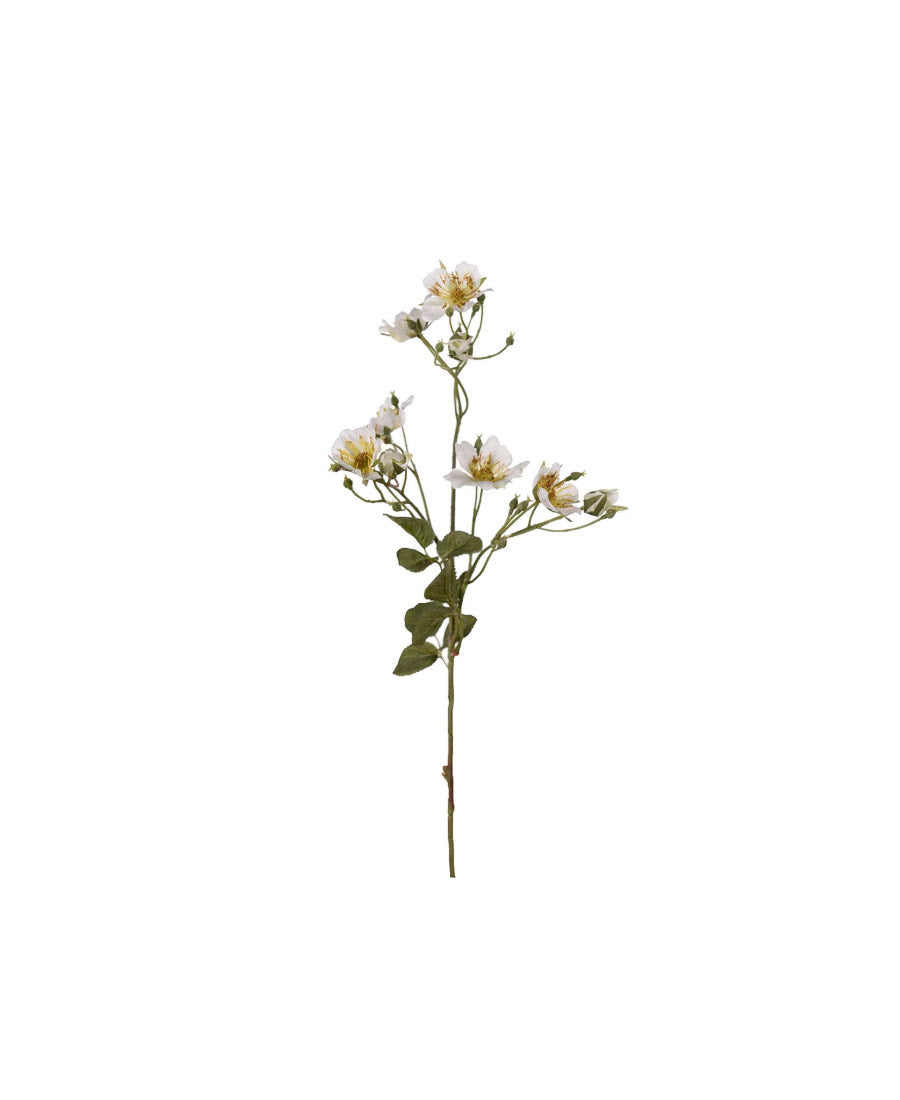Japansk klätterros vit 65 cm
