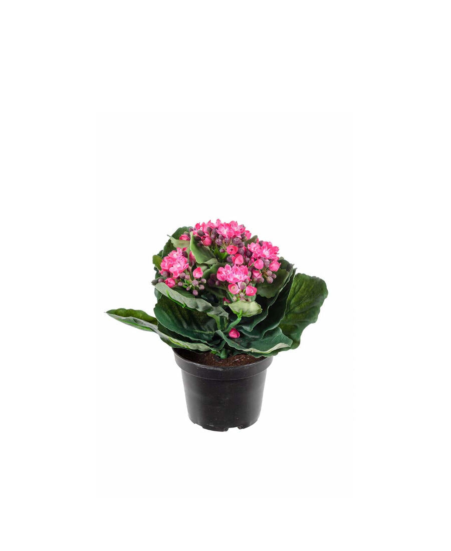 Kalanchoe konstväxt rosa 20 cm