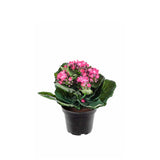 Kalanchoe konstväxt rosa 20 cm