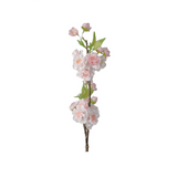 Körsbärsblom snittblomma rosa