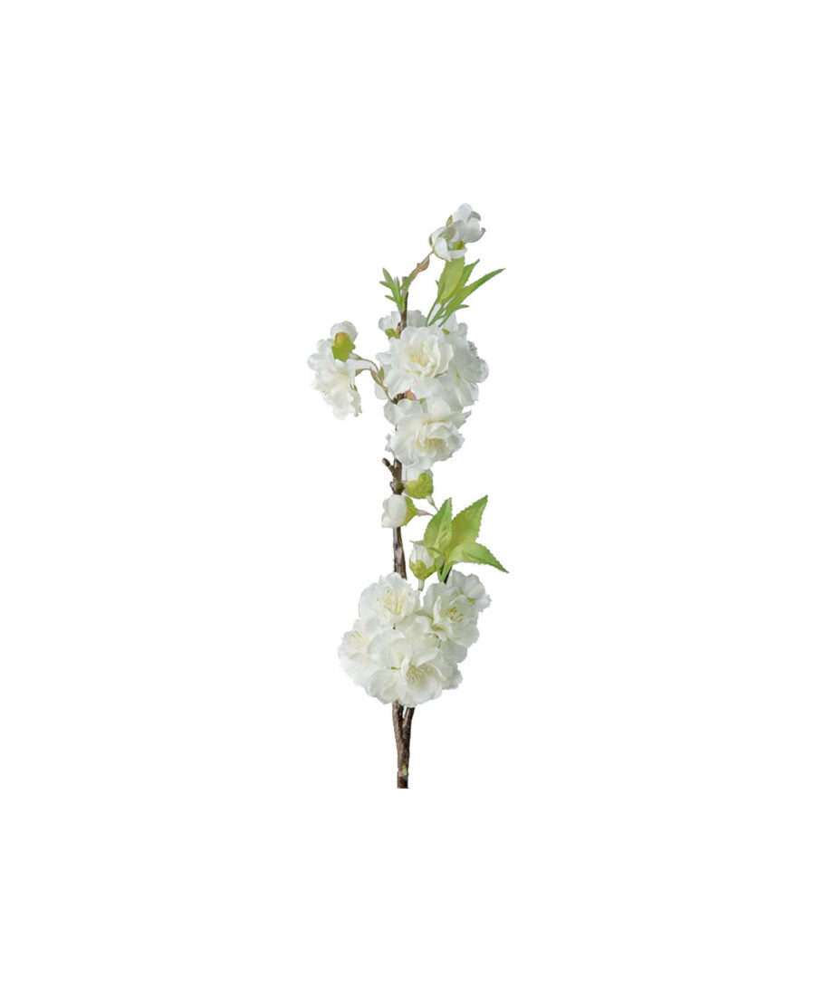 Körsbärsblom snittblomma vit